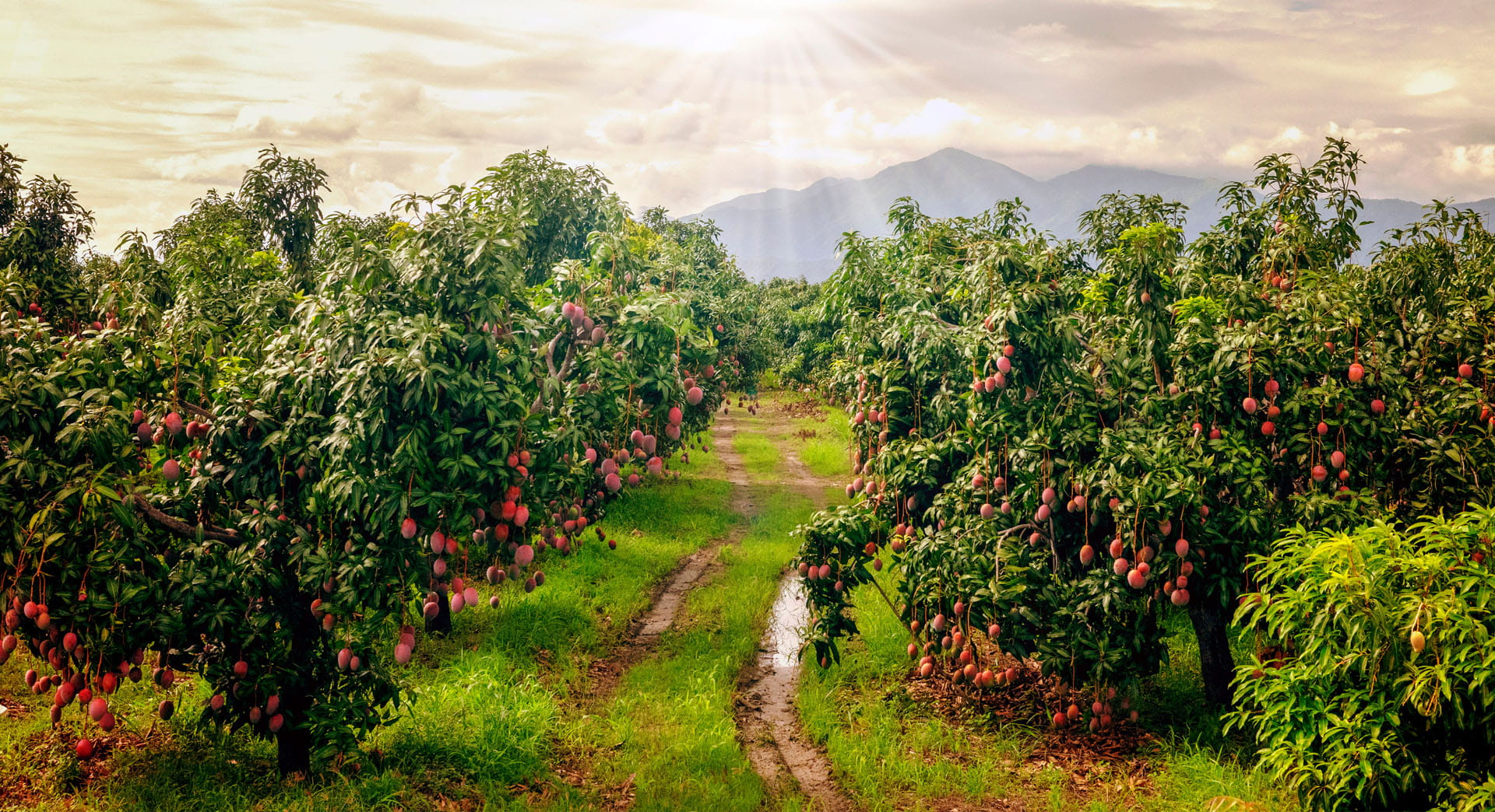 Organic Farm Image