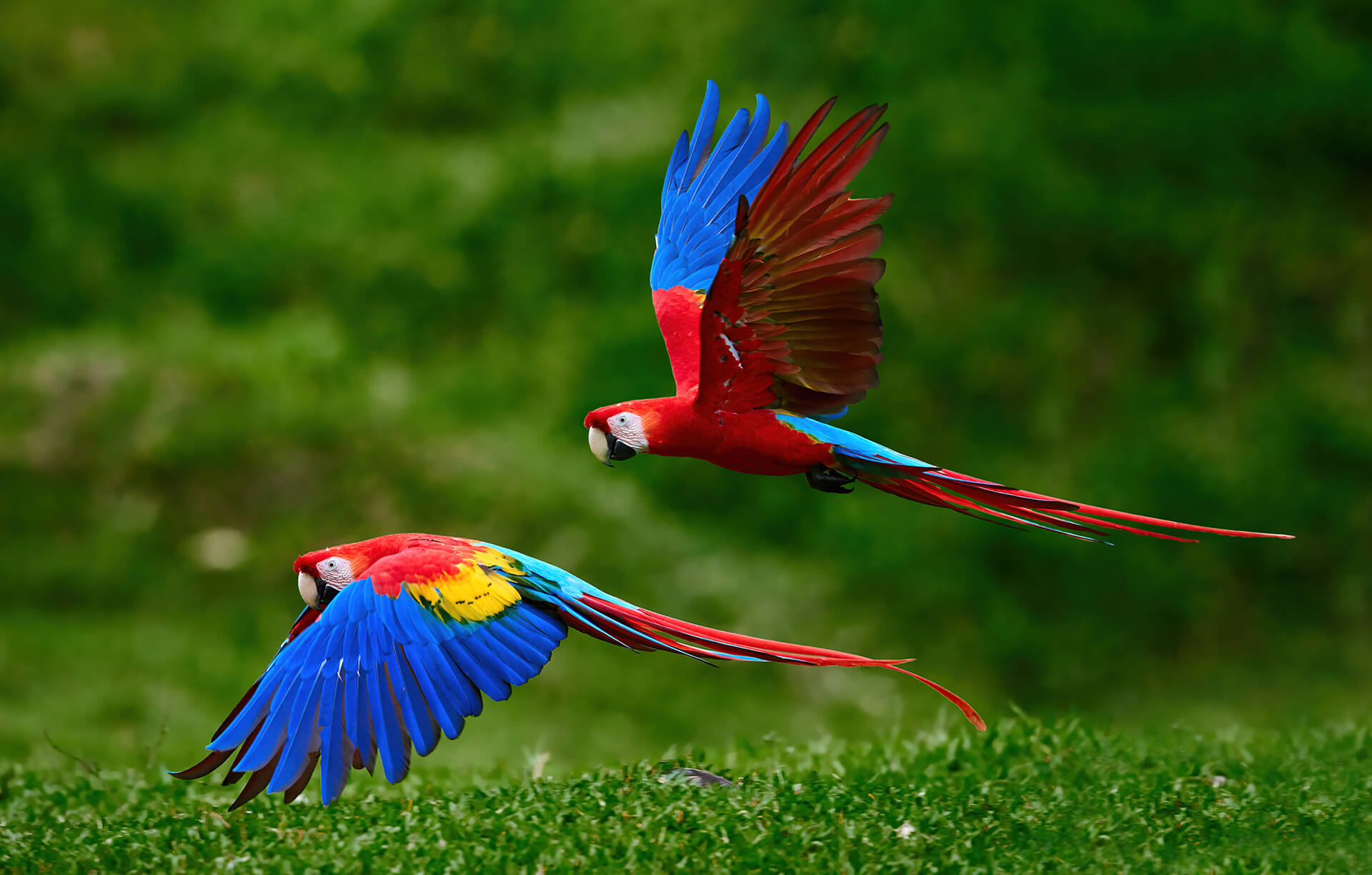 Papagayo Parrots Image